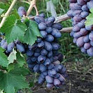 Саджанці Винограду Гала - раннього терміну, урожайний, морозостійкий, фото 2