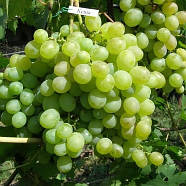 Виноград Кеша – високоврожайний, великоплідний, морозостійкий, фото 2