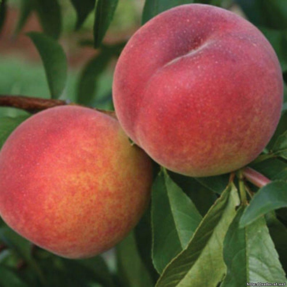 Саджанці Персика Фрост - середній, великоплідний, урожайний, фото 1