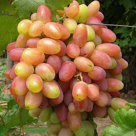 Саджанці Винограду Ювілей Новочеркаська - раннього терміну, урожайний, великоплідний, фото 1