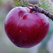 Саджанці Яблуні Блуді Плугман - зимова, красном'яса, зимостійка, фото 2