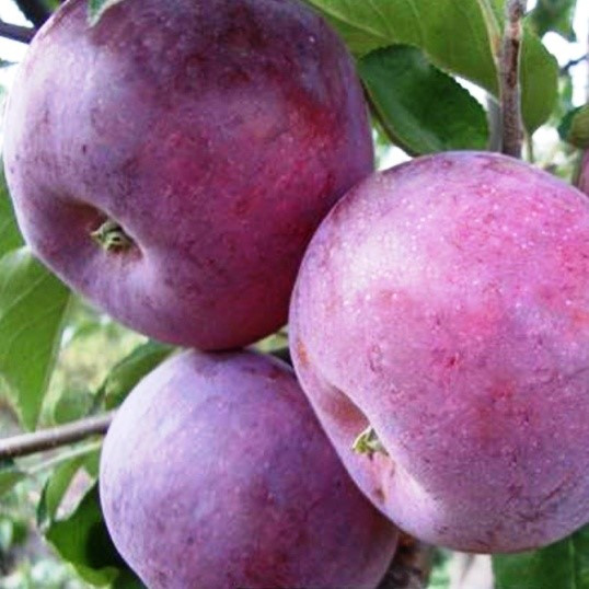 Саджанці Яблуні Вільямс Прайд - літня, урожайна, зимостійка, фото 1