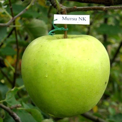 Саджанці Яблуні Мутсу - зимова, крупноплідна, зимостійка, фото 1