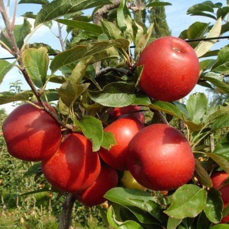 Саджанці Яблуні Рубинола - осіння, крупноплідна, врожайна, фото 1