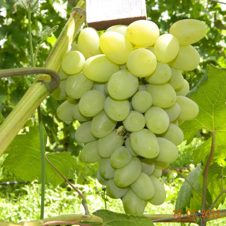 Саджанці Винограду Галахад - супер раннього строку, великоплідний, урожайний, фото 1