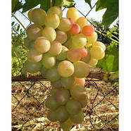 Саджанці Винограду Лія - раннього терміну, великоплідний, морозостійкий, фото 2