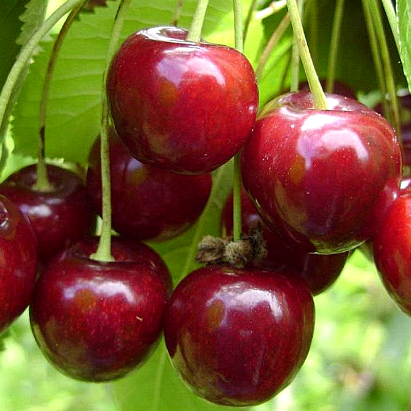 Саджанці Вишні Ерді Бетермо - середнього терміну, урожайна, морозостійка, фото 1