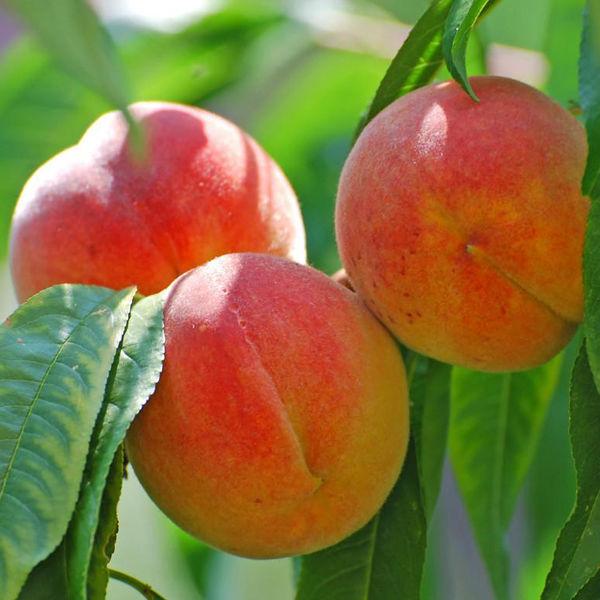 Саджанці Персика Золота Москва - середній, промисловий, високоврожайний, фото 1