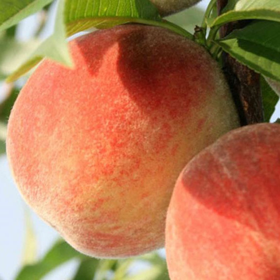 Саджанці Персика Онтаріо - середній, великоплідний, зимостійкий, фото 1