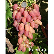 Саджанці Винограду Анжеліка (Ксенія) - раннього терміну, транспортабельний, морозостійкий, фото 2