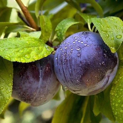 Саджанці Сливи Блюфрі - осінньо-пізнього терміну, великоплідна, морозостійка, фото 1