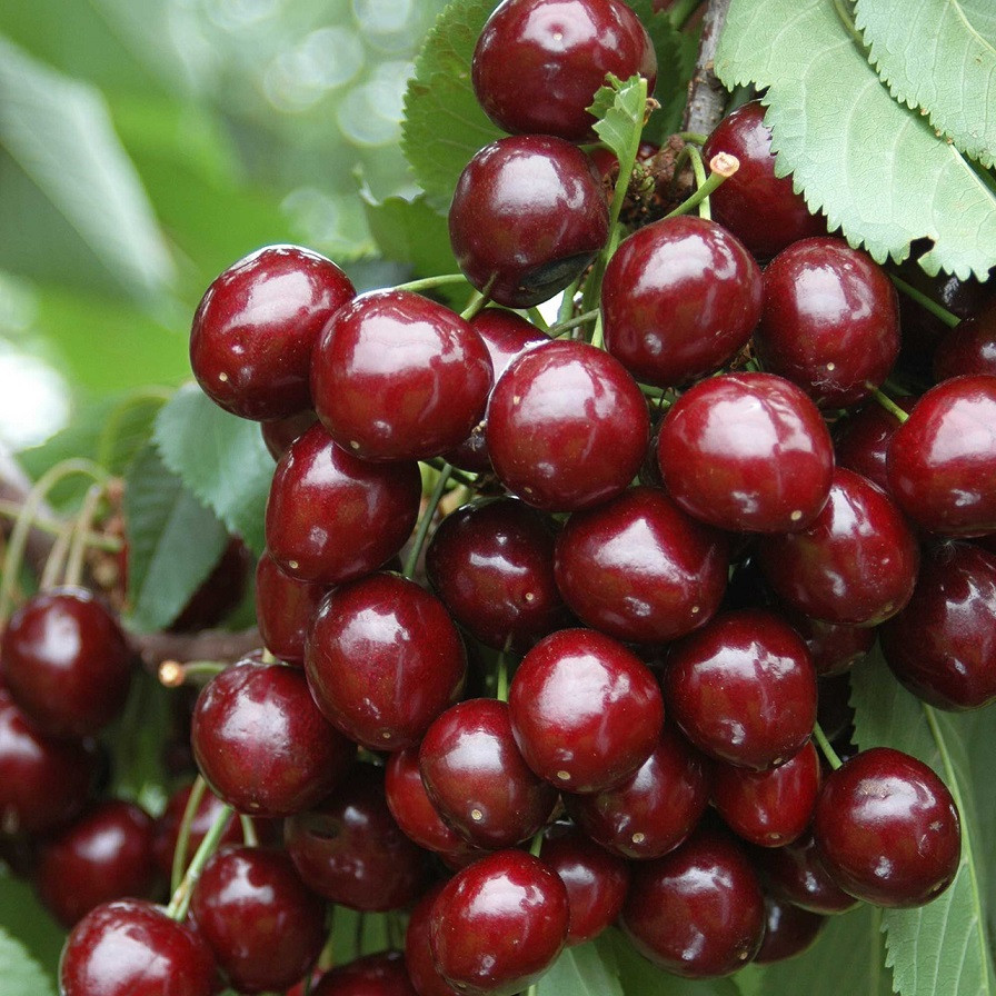 Саджанці Черешні Скіна - середнього терміну, дуже велика, морозостійка, невибаглива, фото 1