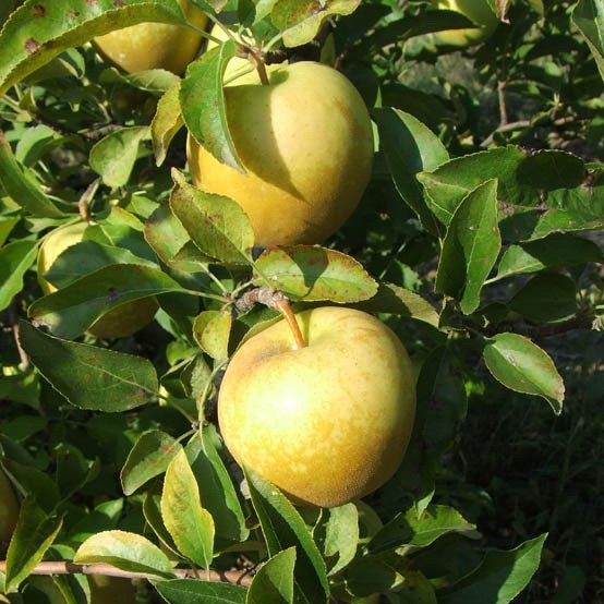 Саджанці Яблуні Голден Делішес - зимова, урожайна, зимостійка, фото 1