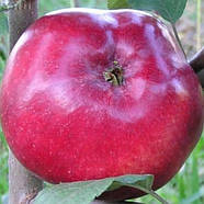 Саджанці Яблуні Макінтош (Мекінтош) - зимова, урожайна, зимостійка, фото 2