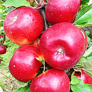 Саджанці Яблуні Ред Топаз - зимова, високоврожайна, невибаглива, фото 2