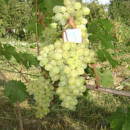 Саджанці Винограду Галбена Ноу - раннього терміну, урожайний, морозостійкий, фото 2