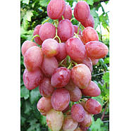 Саджанці Винограду Розалінда - дуже раннього терміну, урожайний, зимостійкий, фото 2