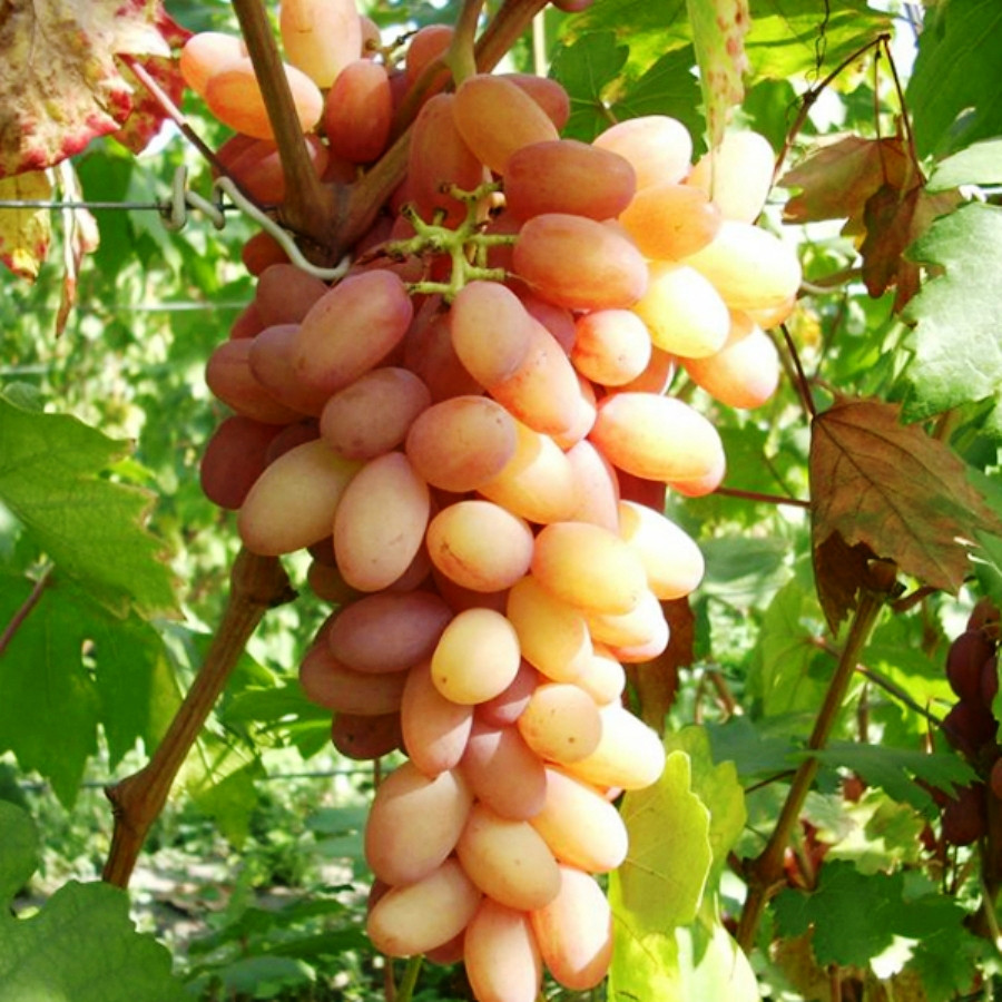 Саджанці Винограду Румба - супер раннього строку, солодка, морозостійка, фото 1