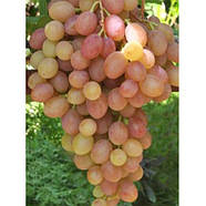 Саджанці Винограду Румба - супер раннього строку, солодка, морозостійка, фото 2