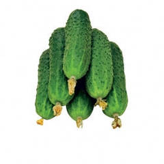 Насіння бджолозапильних огірків фасоване