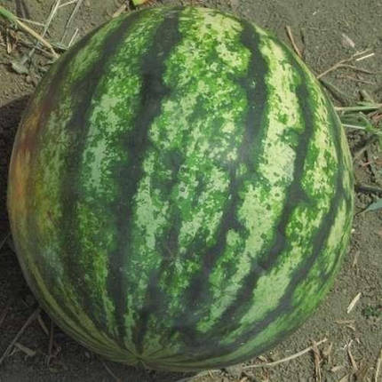Насіння кавуна Кримсон Світ (Крімсон Sweet) Spark Seeds 0,5кг, фото 3
