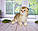 Кошеня шотландська прямоухая шиншила, народжений 21.09.2020 в розпліднику Royal Cats. Україна, Київ, фото 2