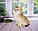 Кошеня шотландська прямоухая шиншила, народжений 21.09.2020 в розпліднику Royal Cats. Україна, Київ, фото 3