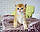 Кошеня шотландська прямоухая шиншила, народжений 21.09.2020 в розпліднику Royal Cats. Україна, Київ, фото 4