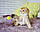 Кошеня шотландська прямоухая шиншила, народжений 21.09.2020 в розпліднику Royal Cats. Україна, Київ, фото 4