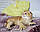 Кошеня шотландська прямоухая шиншила, народжений 21.09.2020 в розпліднику Royal Cats. Україна, Київ, фото 5