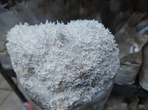 Блоки для вирощування Геріцій коралловидный Їжовик (Hericium coralloides) .