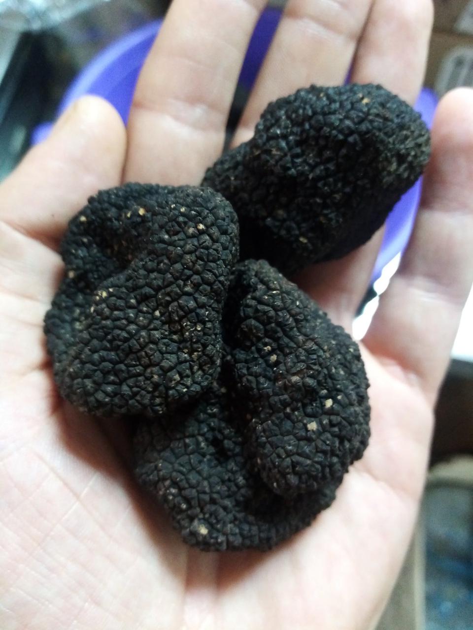 Гриб трюфель їстівний чорний (Tuber aestivum) (ID#1295681808), цена ...