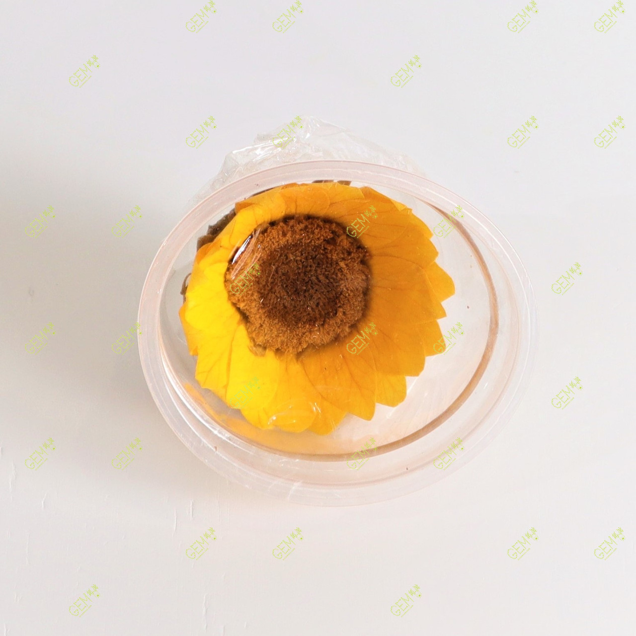 Стабілізований квітка соняшника