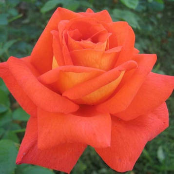 Троянда Ловерс Містинг