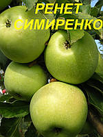 Яблуня "Ренет Симиренка" (ЗКС) 3 р.