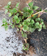 Кропива дводомна. Кочка.