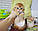 Кошеня шотландська прямоухая шиншила, народжений 21.09.2020 в розпліднику Royal Cats. Україна, Київ, фото 6