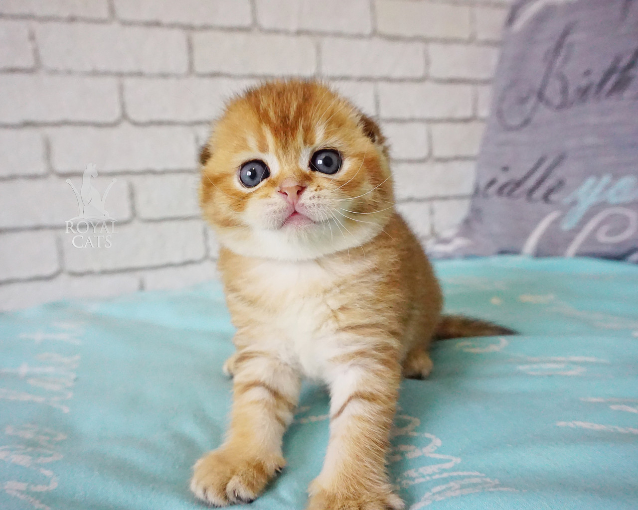 Купить Котенка Скоттиш Фолд Золото В Спб