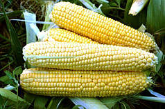 Насіння кукурудзи Форвард (1709) F1 (Forvard (1709) F1) Spark Seeds 2500