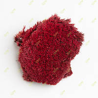 Стабилизированный мох Green Ecco Moss кочка красная 0,5 кг.