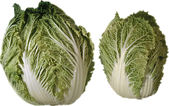 Насіння салату фасовані