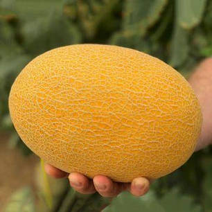 Насіння дині Радміла F1 (Radmila F1) Yuksel seeds 1000, фото 1