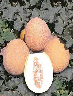Насіння дині Радміла F1 (Radmila F1) Yuksel seeds 1000, фото 3