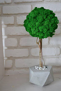 Велике стабілізовану дерево у бетонній вазі 40см /декор для дому та офісу /Дерево в бетоні /Дерево з моху