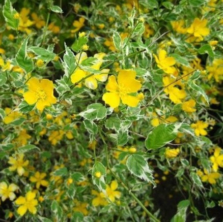 Саджанці керії японської Пікта, фото 1