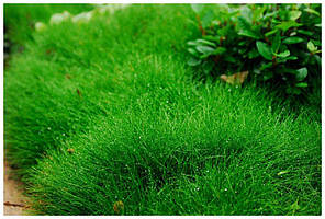 Насіння Газонна трава Вівсяниця лугова вагою 1 кг Україна, фото 2