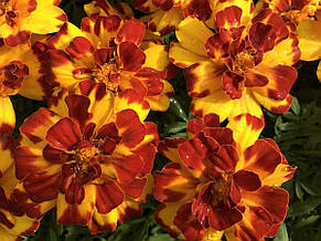 Чорнобривці низькорослі Болеро 0,5 г Насіння Яскрава, фото 2