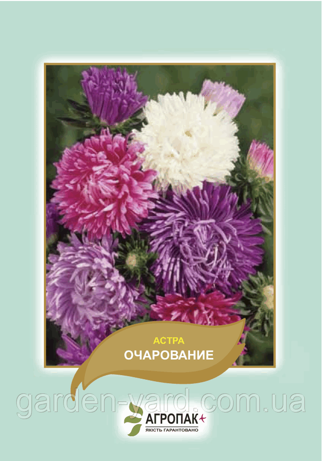 Семена айстра Очарування 0,3г.  Агропак плюс