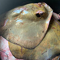 Скат чорноморський хвостокол, с/м, 7 - 15 кг/тушка