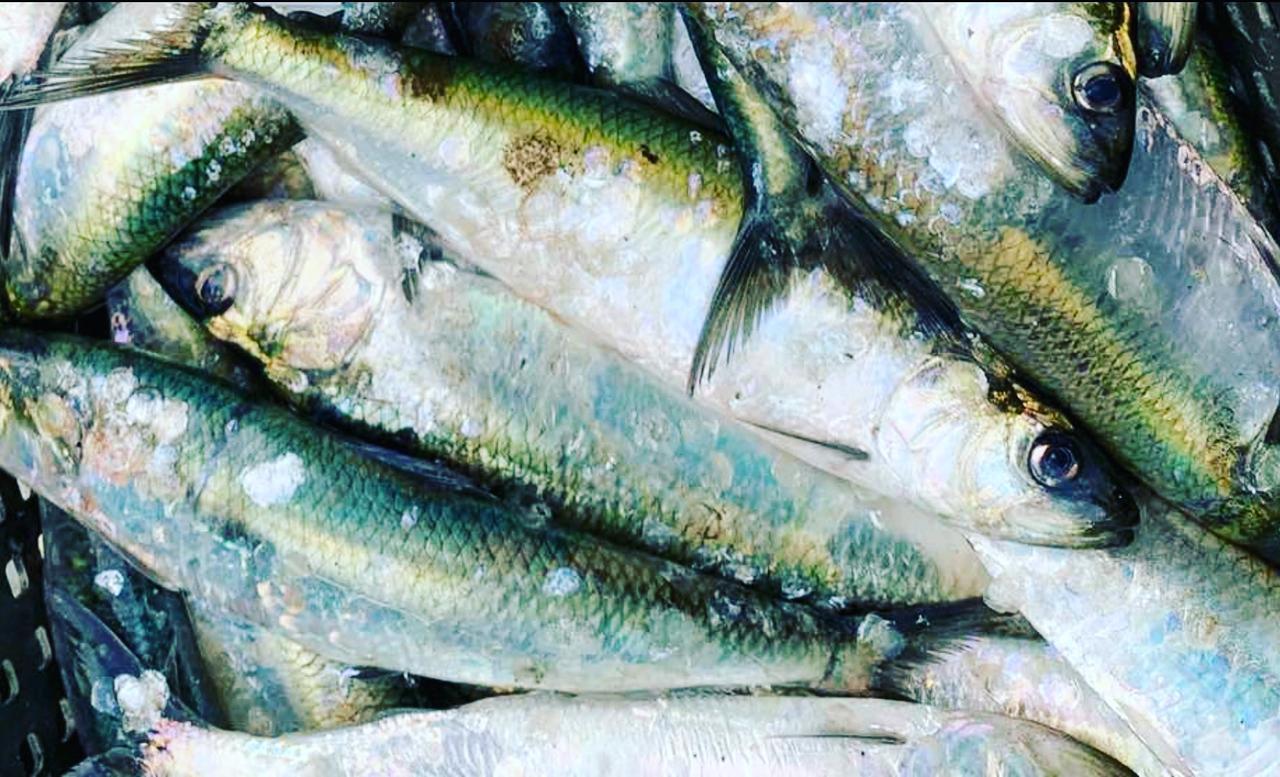 Селедка дунайская свежемороженная, +-4 шт на кг, дунайка из Вилково ...